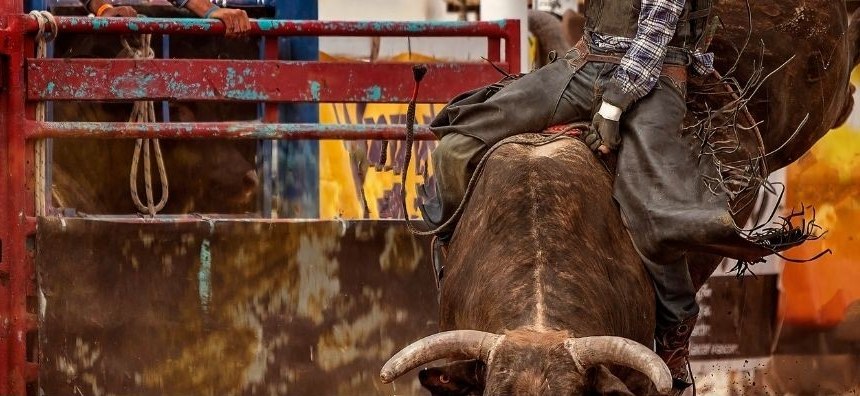 Bull rider leaving the chute at a rodeo