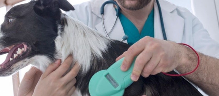 Veterinarian examining a dog during a clinic visit
