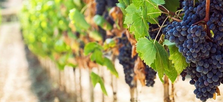 Rows of grapevines heavy with dark grapes